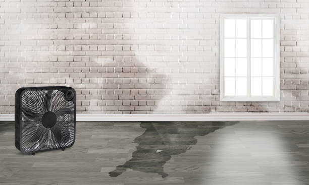Best Commercial water damage restoration  in Fallon, NV